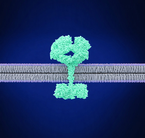  EGFR Protein